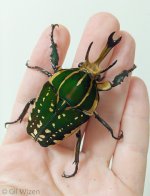Mecynorrhina-polyphemus-confluens.jpg Mecynorrhina-polyphemus-confluens.jpg