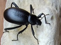 beetle.jpg