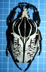 G_g_hieroglyphicus_male.jpg