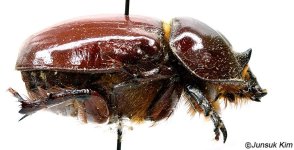 Ssplendens_lateral_R.jpg