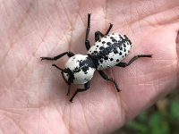 095FC395-B194-470F-8EBC-7F717265ADE5.jpeg 095FC395-B194-470F-8EBC-7F717265ADE5.jpeg