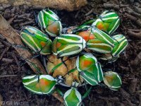 Dicronorhina-derbyana-layardi.jpg Dicronorhina-derbyana-layardi.jpg