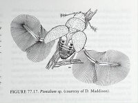 beetle-4.jpg