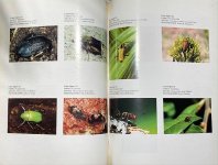 beetle-5.jpg