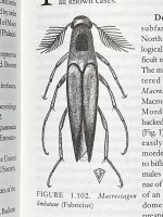 beetle-6.jpg