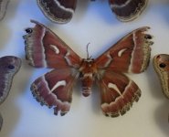 H.euryalus F.JPG H.euryalus F.JPG
