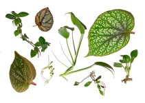 resize-plant-sell-VII copy.jpg