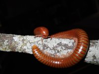 Spirostreptus 1.jpg