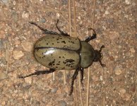 20230910_205107 D grantii female 1.jpg