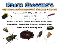 Roach_Crossing_October_2023_Bugapalooza.png