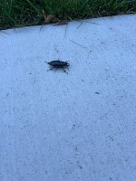 IMG_7426.jpeg