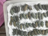 Beetles 02.jpg