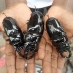 Beetles 21.jpg