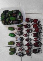 Beetles 4.jpg
