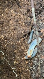Honred Passalus Beetle Larvae.jpg