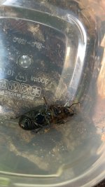 Horned Passalus Beetle adult.jpg