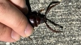 Tile borer.jpg