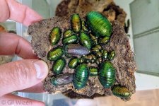 Pseudoglomeris-magnifica.jpg