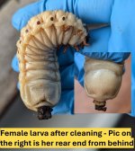 female0C.jpg female0C.jpg