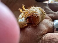 IMG_4472.jpeg