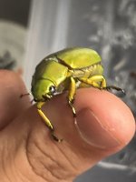 IMG_1818.jpeg