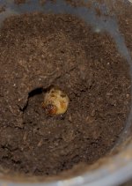 IMG_0582.jpeg IMG_0582.jpeg