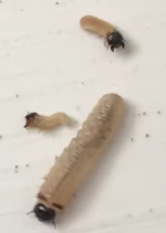 Screenshot 2026-01-13 10.16.25 PM.png