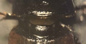 Aphodius fimetarius 1(1).jpg