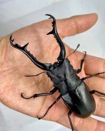 larvae-giraffe-stag-beetle-prosopocoilus-giraffa-765542.jpg