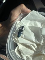 click beetle.jpg