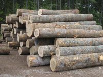 European White Ash Logs-1.jpg
