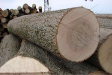 European-White-Ash-Log.jpg