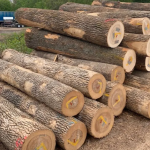 European-White-Ash-Logs.png