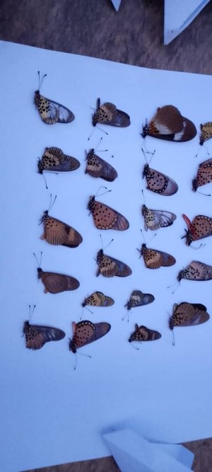 Insect Forum Live Beetles and other insects | Forums - BeetleForum.net