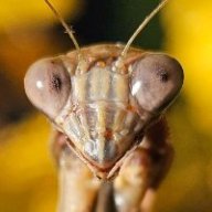 Ecpantheria