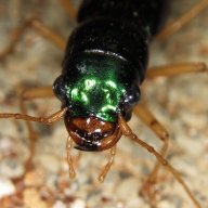 i-love-mealworms