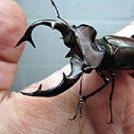 Goliathus