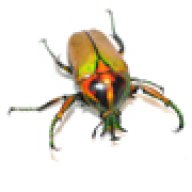 ColeopteraFarm