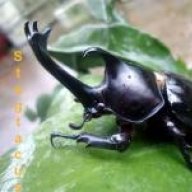 stagtacus