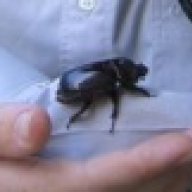 ibrakeforbugs