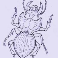 Scolipede