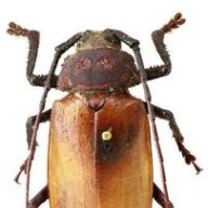 Agrianome_Spinnicolis