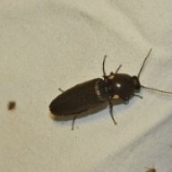 FirFauna
