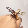 hobbyspectra
