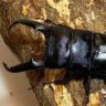 dorcus