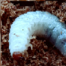 Alligatorsbeetle