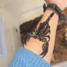 avacockroach