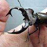 Goliathus