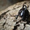 Love_Beetles