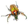 ColeopteraFarm